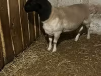 Brebis, Dorper sheep — photo 1