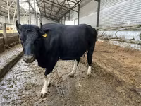 Krava, Russian Black pied cattle — fotografija 6