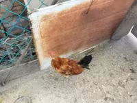 Chickens — الصورة 3