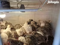 Quails — fotografija 2
