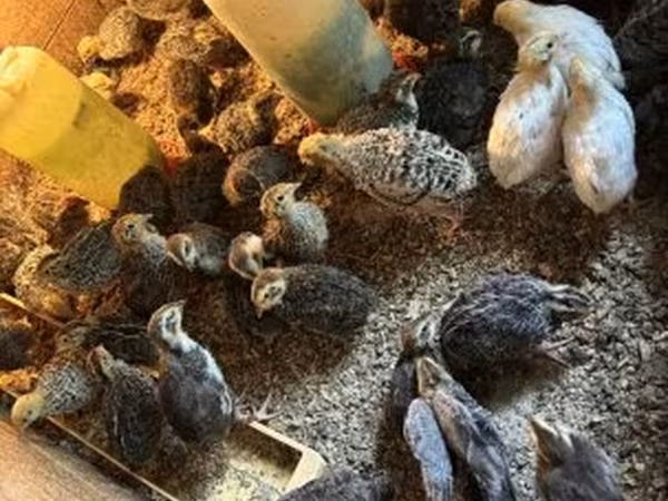 Quails