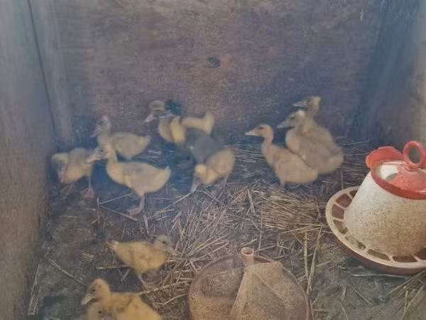 Ducks
