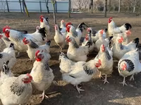 サセックス — 写真 3