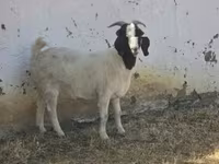 Ешкілер (топ, жынысы көрсетілмеген), Boer goat — 4-сурет