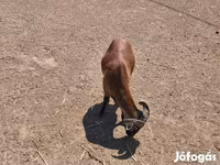 Widder, Cameroon sheep — Foto 5