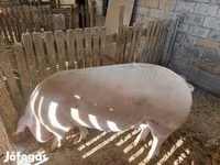 Knur, Świnie — zdjęcie 1