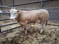Bik, Blonde d’Aquitane cattle — fotografija 3