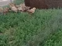 Chickens — foto 2
