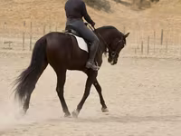 Cheval, Friesian — photo 5