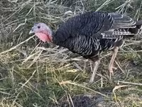Turkeys — Foto 2