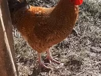 Chickens — 照片 1