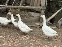 Geese — foto 1