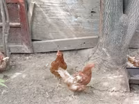 Chickens — zdjęcie 1
