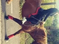 公马, Horses — 照片 3