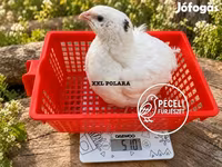 Quails — Foto 3