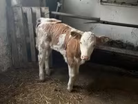 Buqa, Simmental cattle — 1-rasm