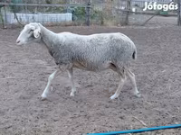 Ovca, Lacaune sheep — fotografija 2