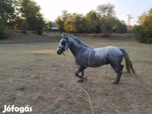 Pastuv, Lipizzaner