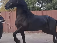 Kobila, Friesian — fotografija 3