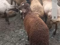 Ovce (partija, pol nije naveden), Red Karaman sheep — fotografija 3