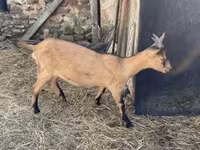 Ziege, Alpine goat — Foto 3