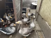 Geese — 写真 4