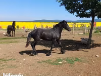 घोड़ा, Friesian — फ़ोटो 4