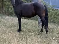 Kobyła, Friesian — zdjęcie 1