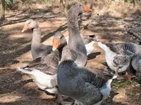 Geese — الصورة 3