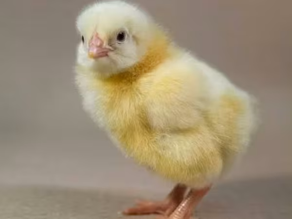 Chickens