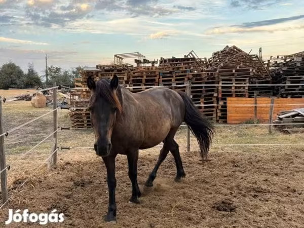 Caballo, Hucul pony