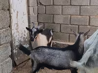 Jarac, LaMancha goats — fotografija 2