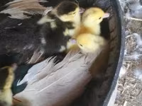 Ducks — الصورة 3