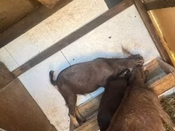 Boucs, Chèvres