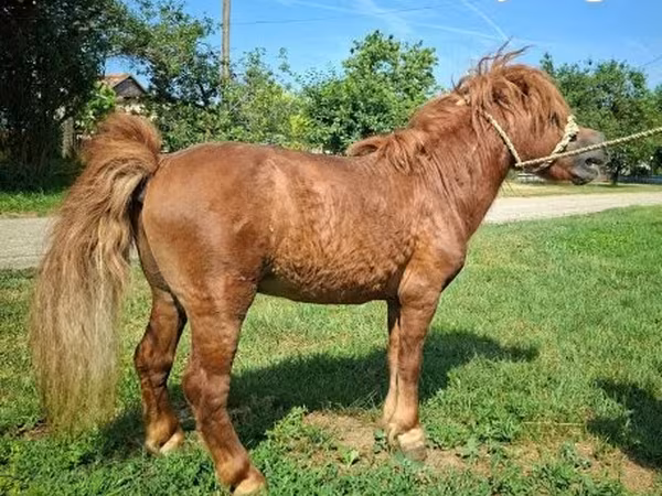 Hengst, Pferde
