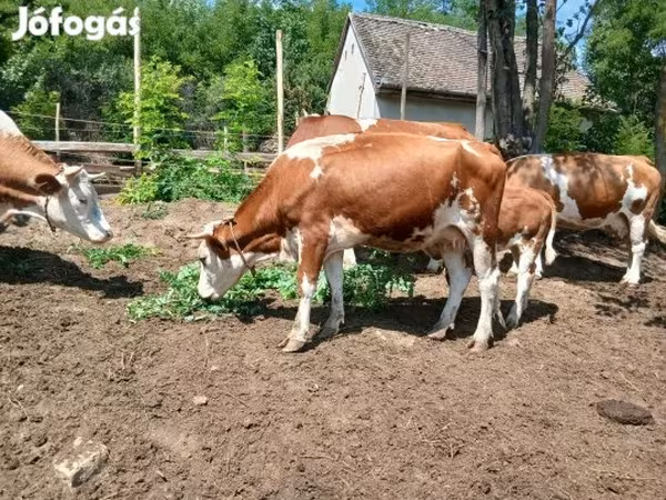 İnək, Simmental cattle — Macarıstan