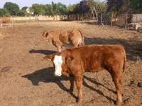 Bulle, Limousin-Kuh — Foto 8