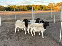 كبش, Dorper sheep — الصورة 4