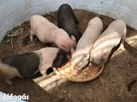 母猪, Вьетнамская вислобрюхая — 照片 3