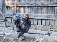 Brahma — zdjęcie 3