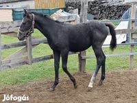 Kobila, Lipizzaner — fotografija 2