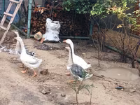 Geese — zdjęcie 5