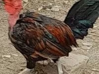 Chickens — 照片 1
