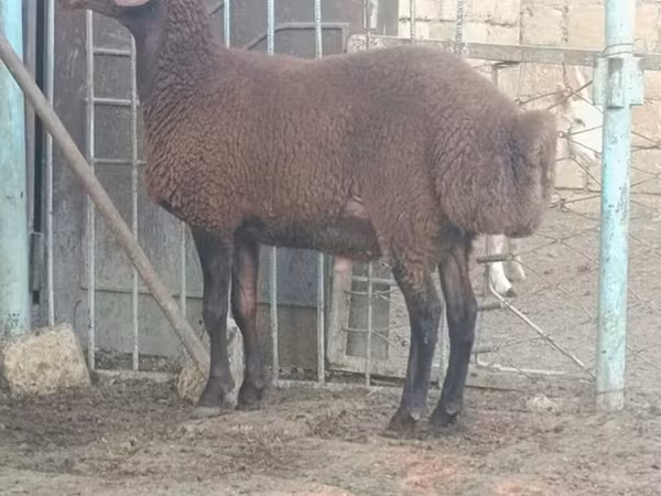 Ram, Sheep