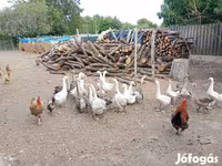 Geese — 照片 4