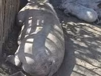 Porcs (lot, sexe non indiqué), Porcs — photo 4