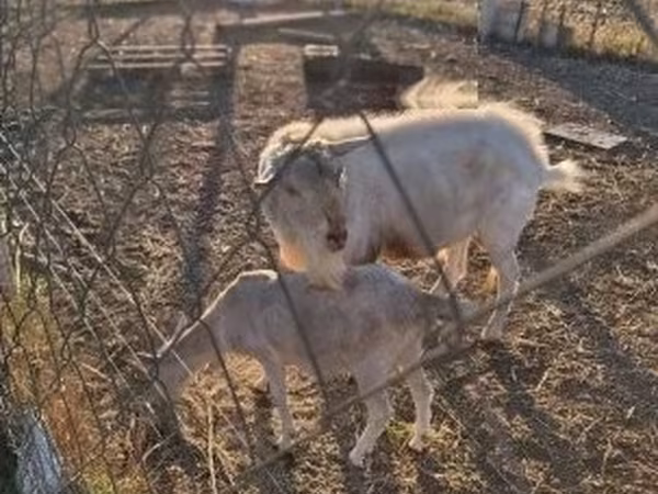 Козёл, Бурская коза
