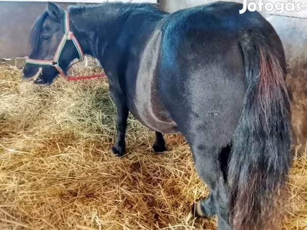 Yegua, American shetland pony
