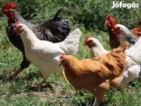Chickens — 照片 6