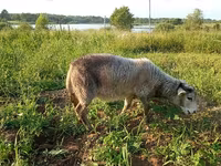 Koza, Kejobong goat — fotografija 4